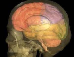 Brain Parts